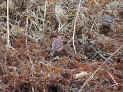 Carpodacus roseus