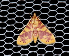 Conogethes haemactalis