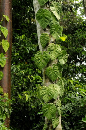 Philodendron hederaceum