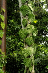 Philodendron hederaceum