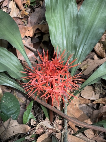 Scadoxus cinnabarinus, photograph 6