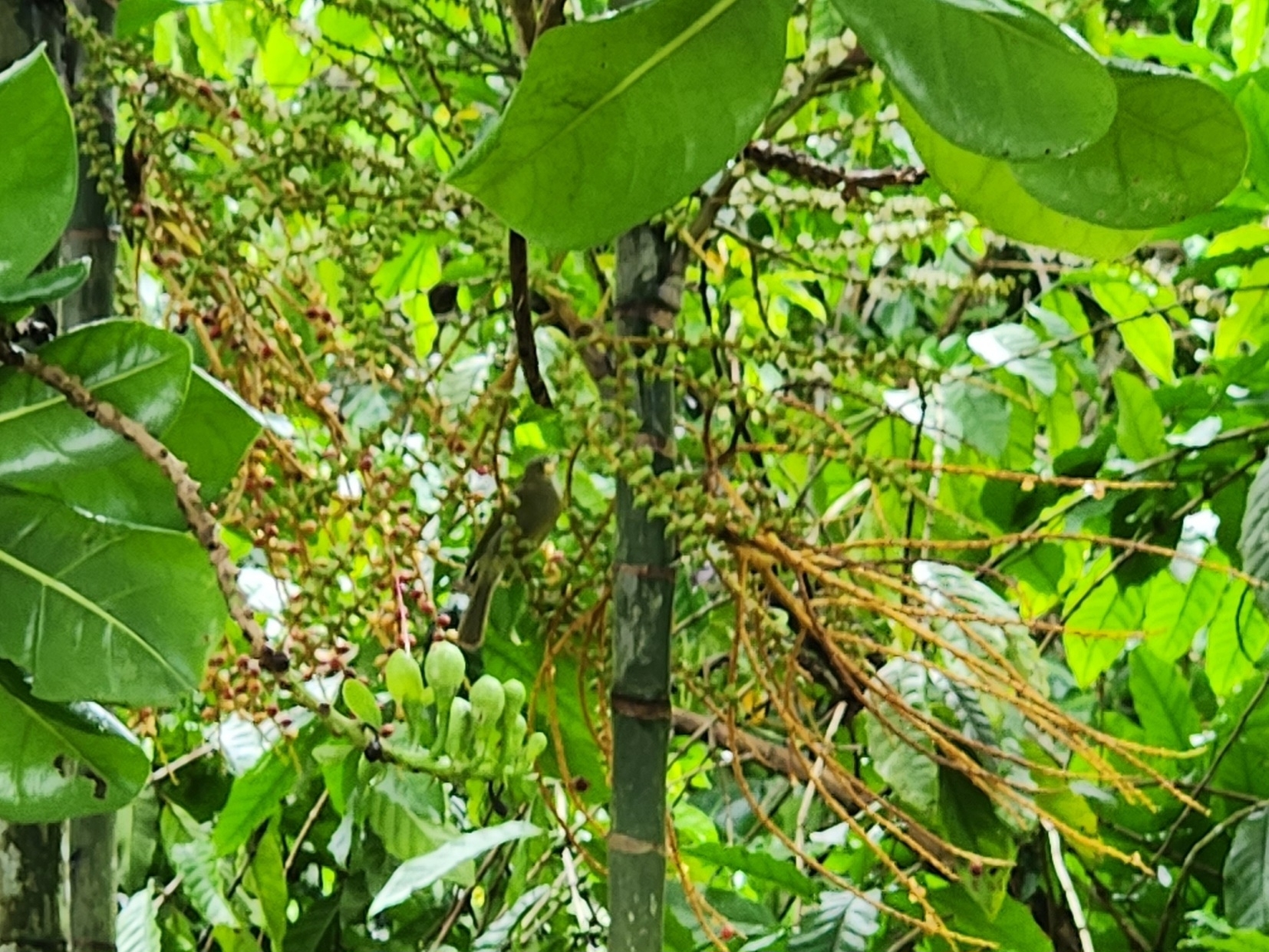 Polynesian Wattled Honeyeater (Foulehaio carunculatus), photo 2