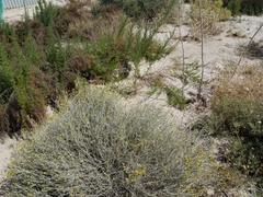 Artemisia scoparia