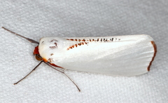 Thalaina selenaea