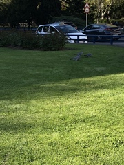 Columba palumbus