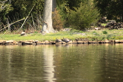 Pseudemys rubriventris