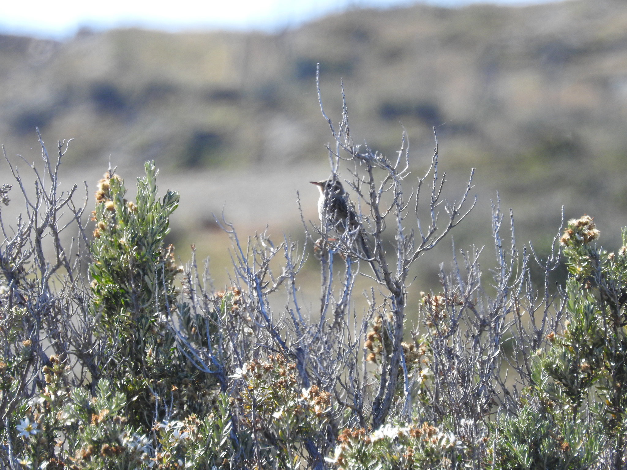 Austral Canastero (Asthenes anthoides), photo 9