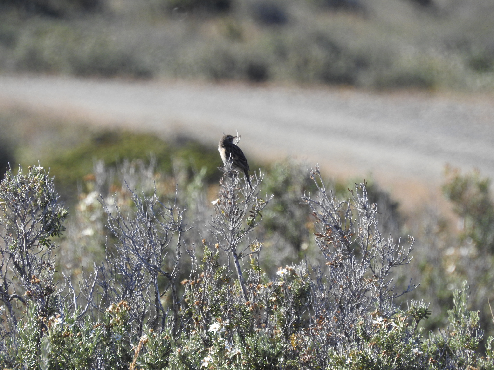 Austral Canastero (Asthenes anthoides), photo 10