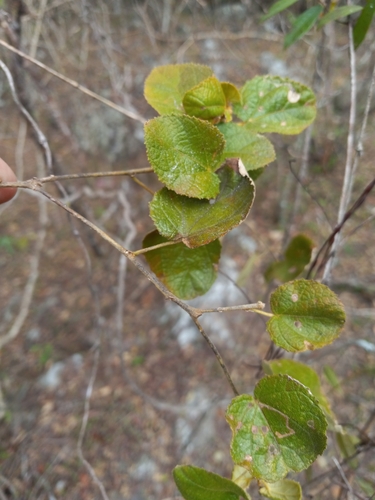 Croton coronatus