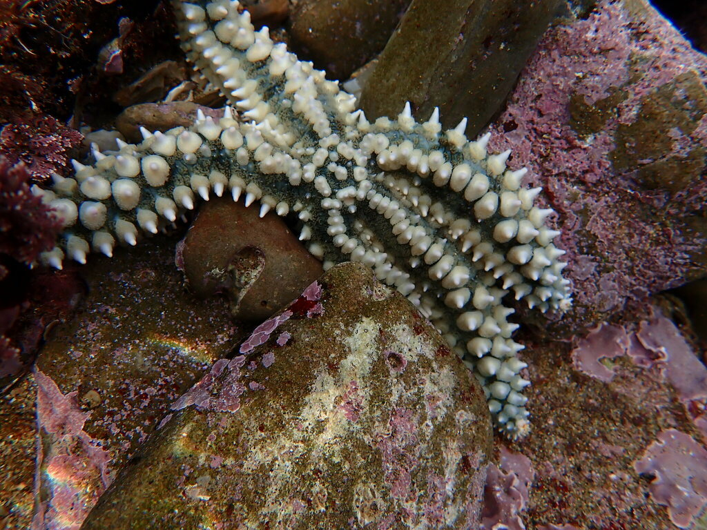 Foto de Estrella espinosa (Marthasterias glacialis)
