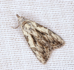 Nola pleurochorda