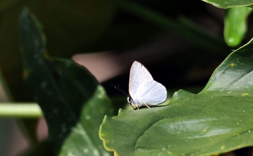 Euselasia cataleuca