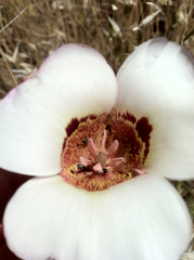 Calochortus vestae