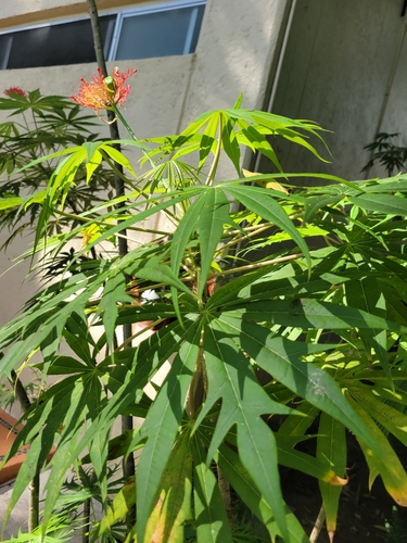Planta de coral (Jatropha multifida)
