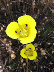 Calochortus luteus