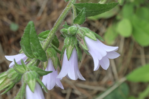 Campanula lyrata, photograph 5