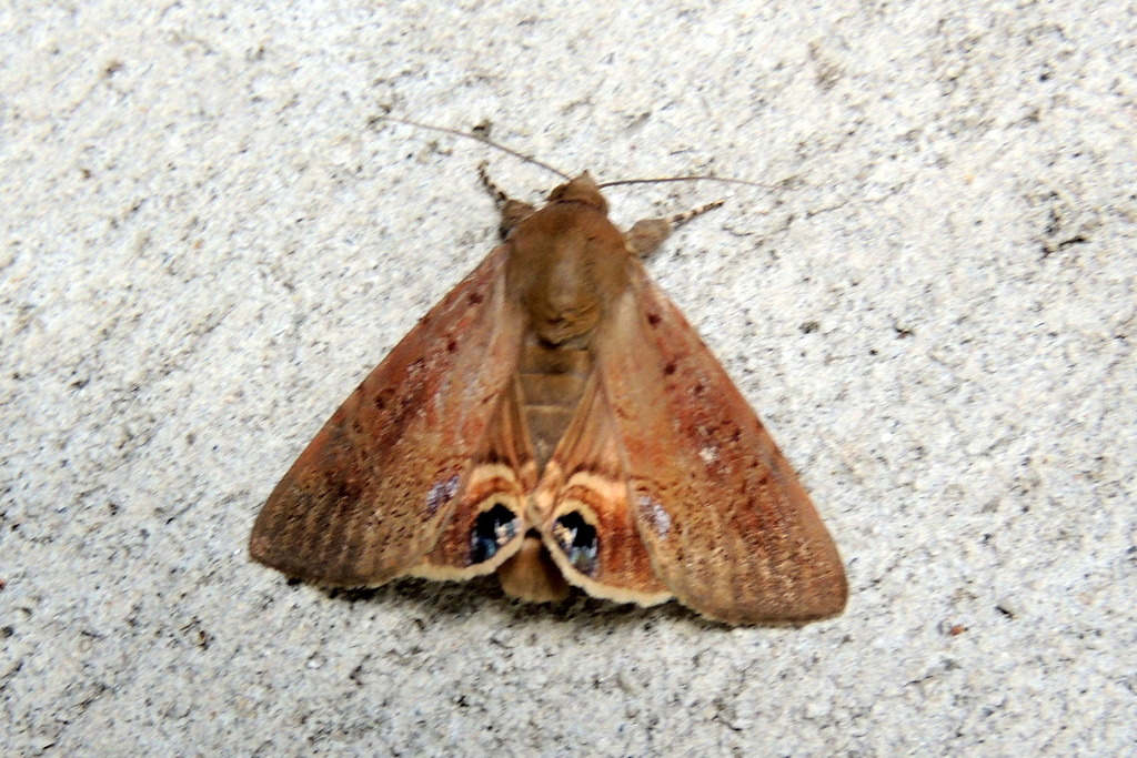 palmetto borer