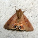Palmetto Borer Moth - Photo (c) Vijay Barve, some rights reserved (CC BY), uploaded by Vijay Barve