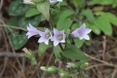 (c) Edmundas Greimas, some rights reserved (CC BY) Campanula lyrata, photograph (c) Edmundas Greimas, some rights reserved (CC BY)