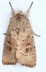 Cerastis punctosa