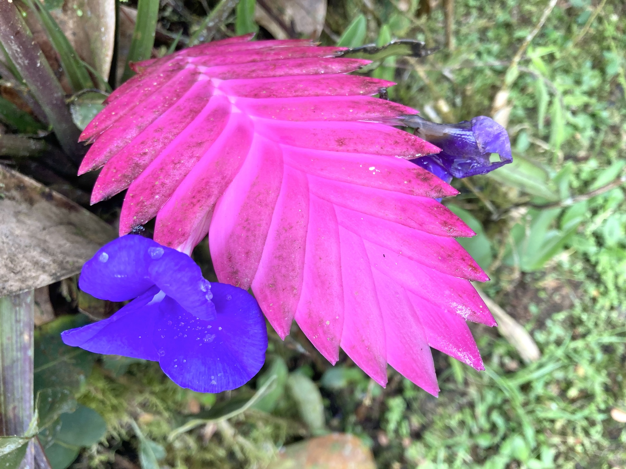 Imagem de Tillandsia azul