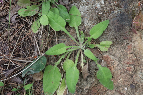 Campanula lyrata, photograph 6