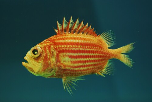 Bigeye Soldierfish