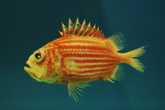 Bigeye Soldierfish photo 2