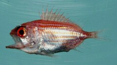 Bigeye Soldierfish photo 3