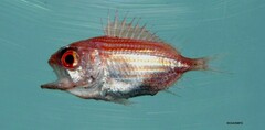 Bigeye Soldierfish photo 4