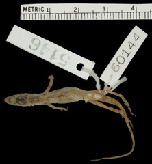 La Palma Anole photo 3