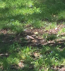 Zonotrichia leucophrys