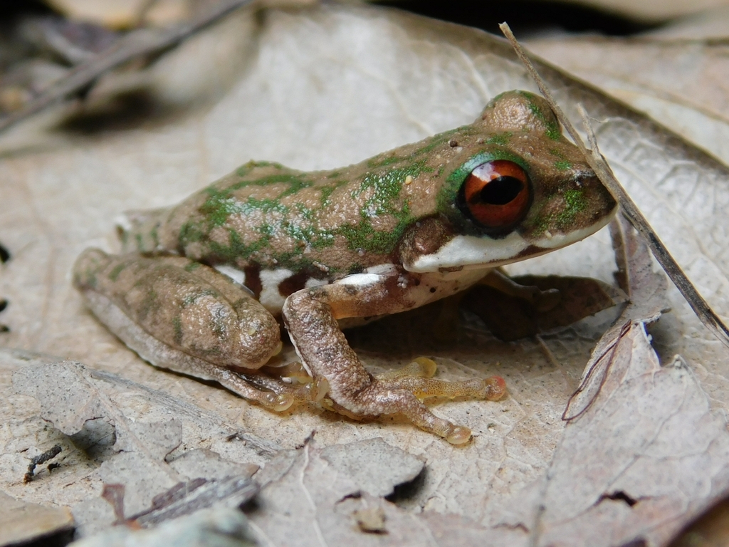 Guerreran Stream Frog
