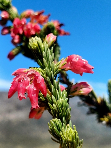 Erica barrydalensis