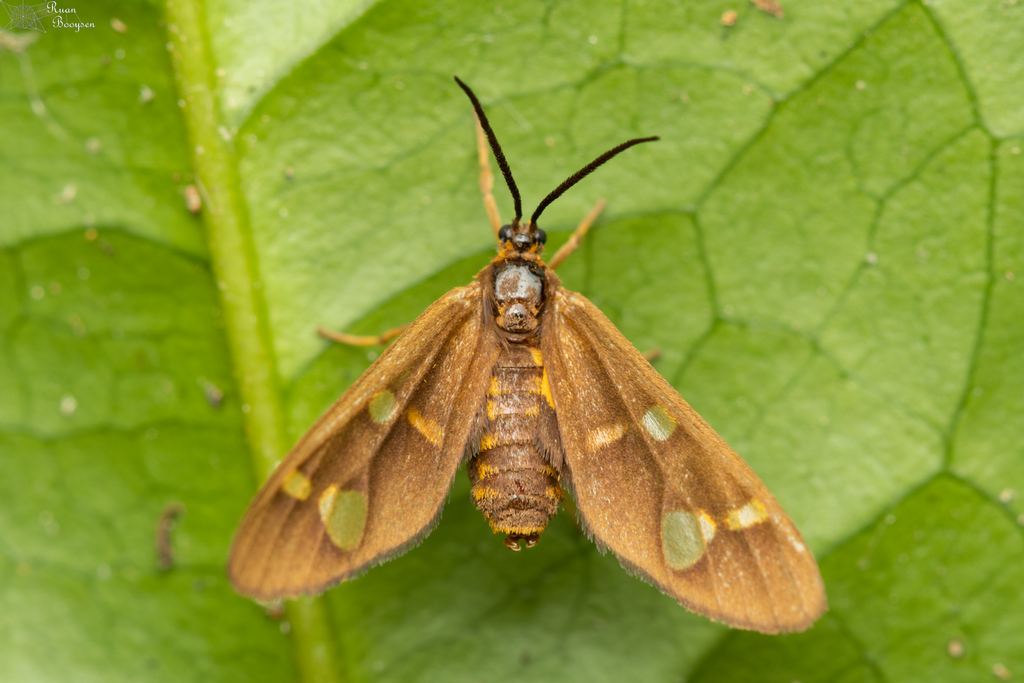 Pseudonaclia puella from GhwalaGhwala Forest, St Lucia, 3936, South