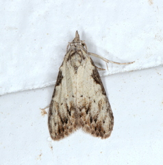 Nola pleurochorda