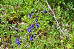 Delphinium parryi