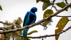 Cotinga amabilis image