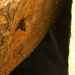 Balantiopteryx plicata