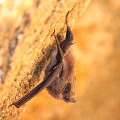 Balantiopteryx plicata