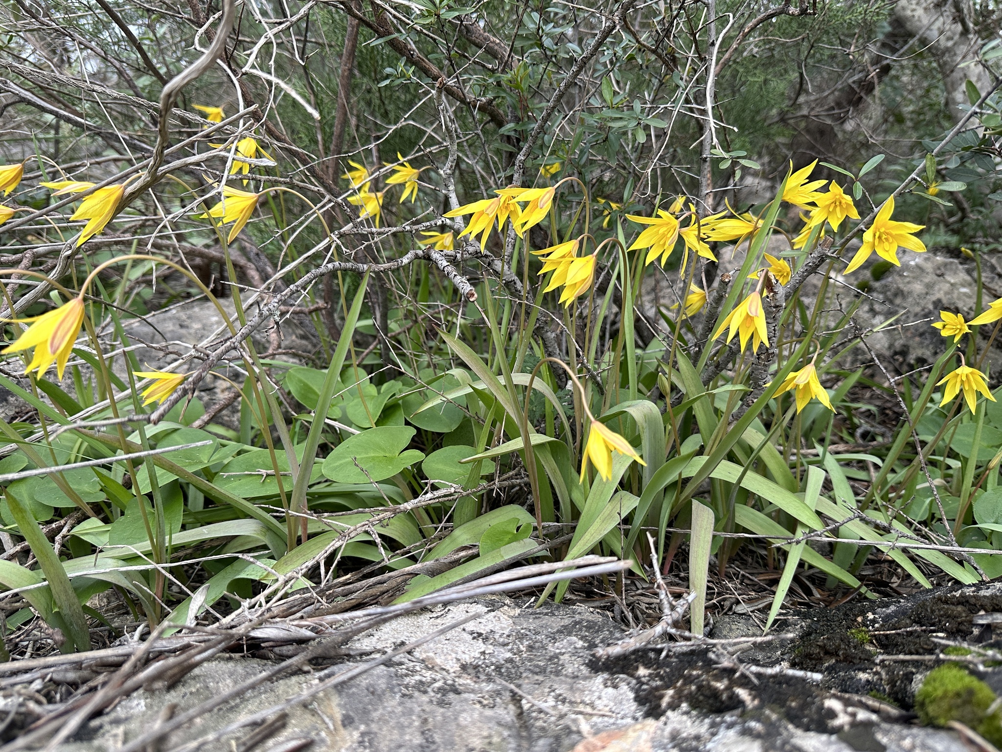 Imagem de Tulipa
