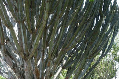 Euphorbia candelabrum