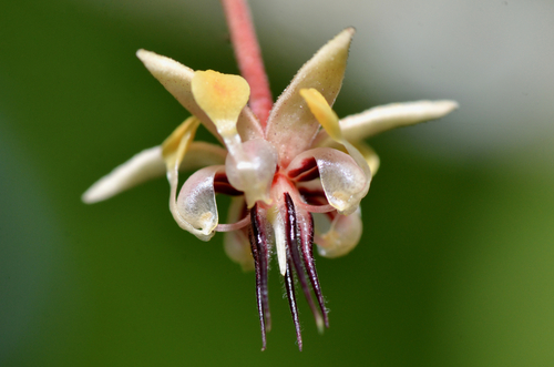 cacao tree