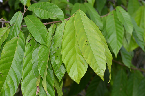 cacao tree