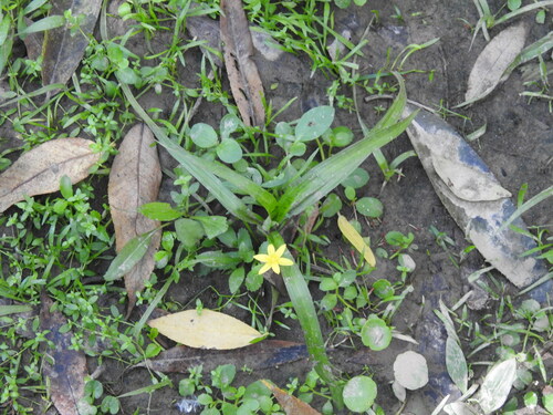 Coquí (Hypoxis decumbens)