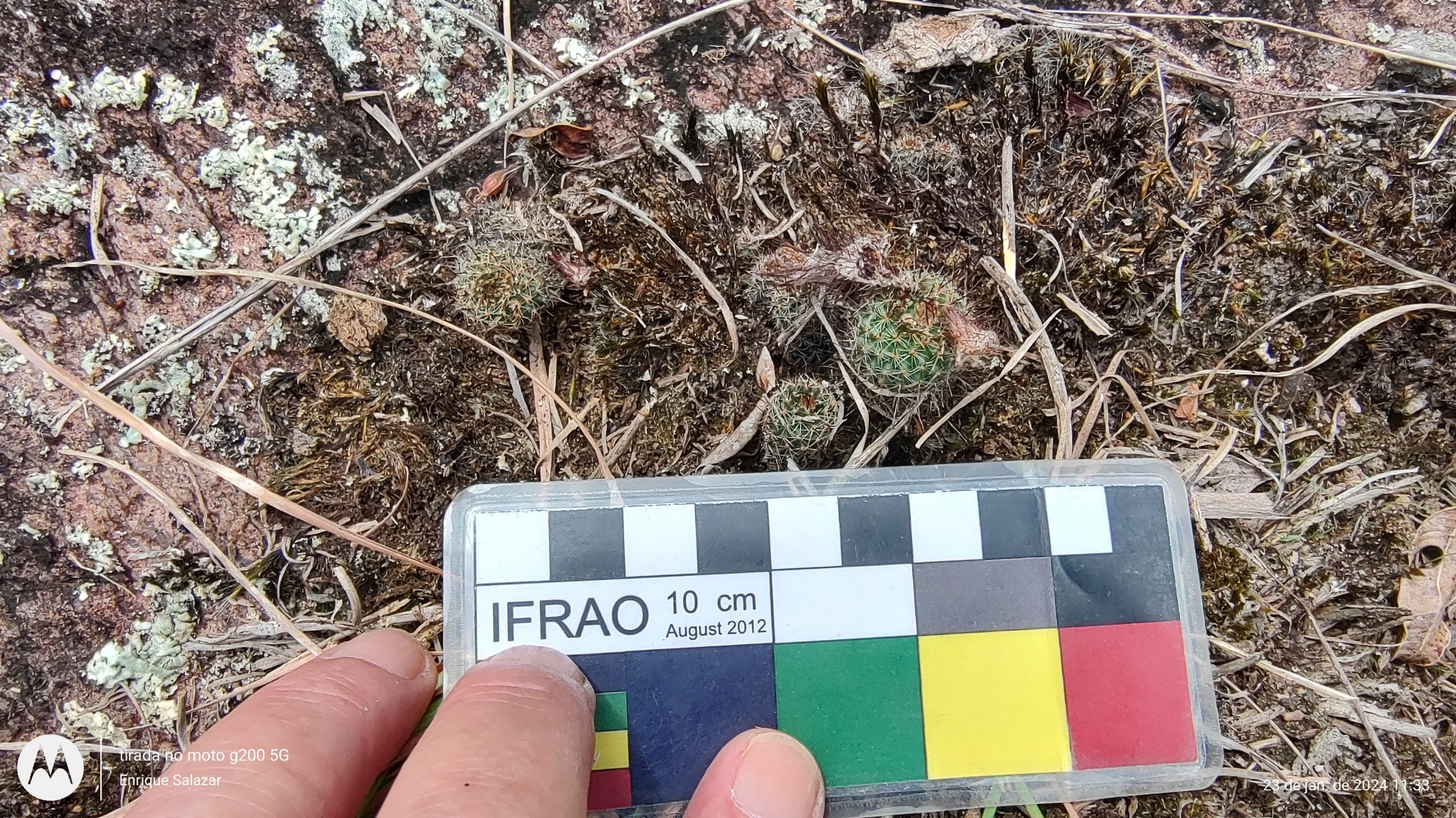Frailea gracillima