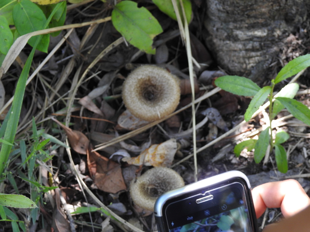 Lentinus crinitus · February 2024 · photo: © carancho (iNaturalist, cc-by)