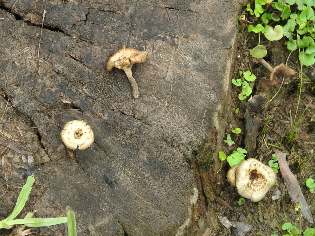 Lentinus crinitus · February 2024 · photo: © carancho (iNaturalist, cc-by)