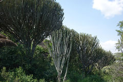 Euphorbia candelabrum