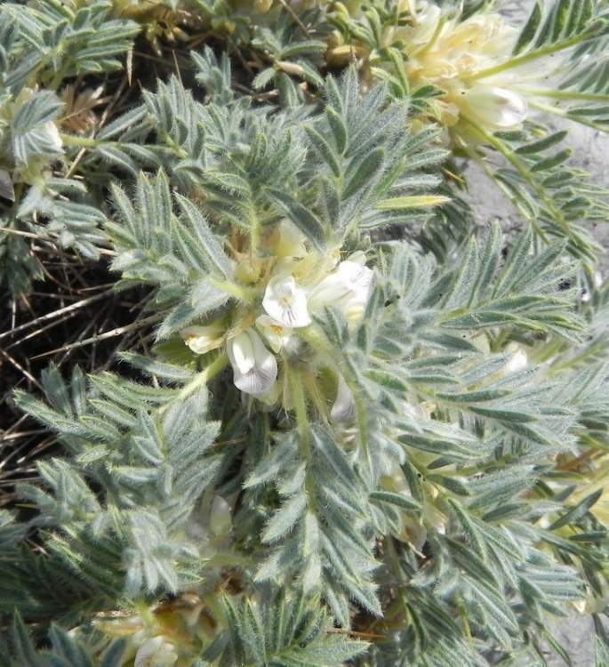 Platonychium